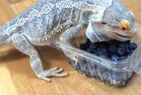 Feeding Bearded Dragons with Blueberries