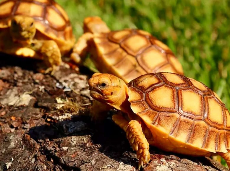 Feeding Sulcata Tortoises with Celery