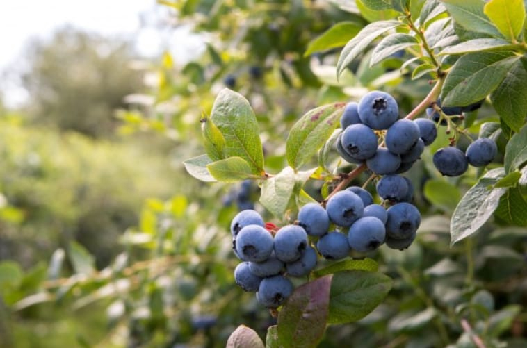 Frozen Blueberries and Fresh Blueberries