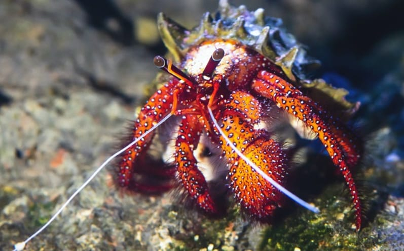 Is the Fruit Healthy for Hermit Crabs