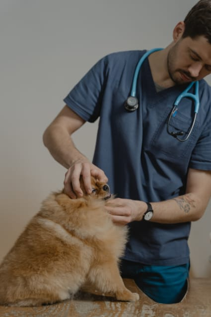receive emergency care from a mobile veterinarian