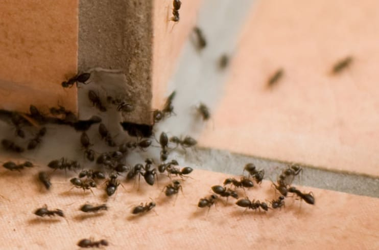 Ants pest control