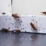 Household Pests That Pose Threats to Your Home's Interior