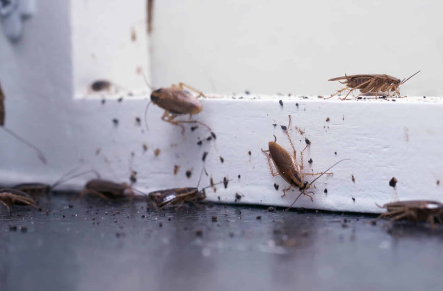 Household Pests That Pose Threats to Your Home's Interior