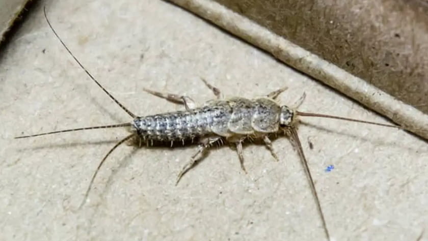 Silverfish pest control