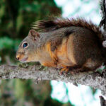 How to keep squirrels off roof
