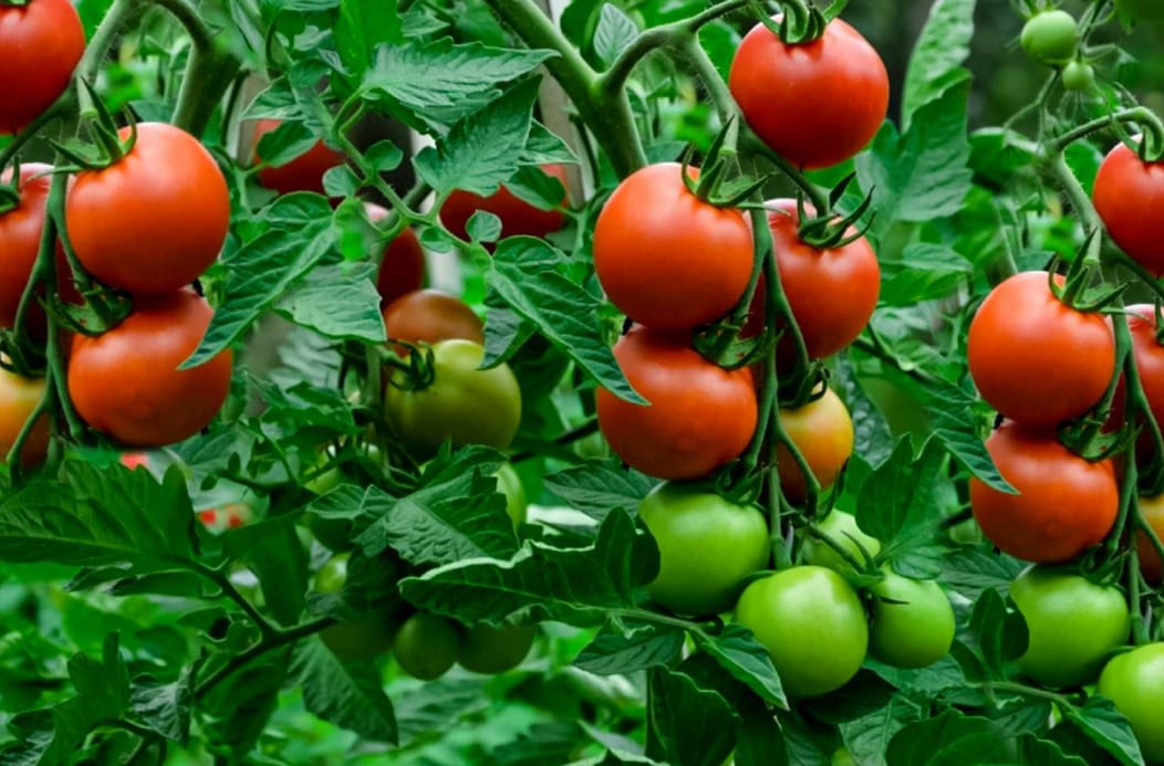 Tomatoes plant